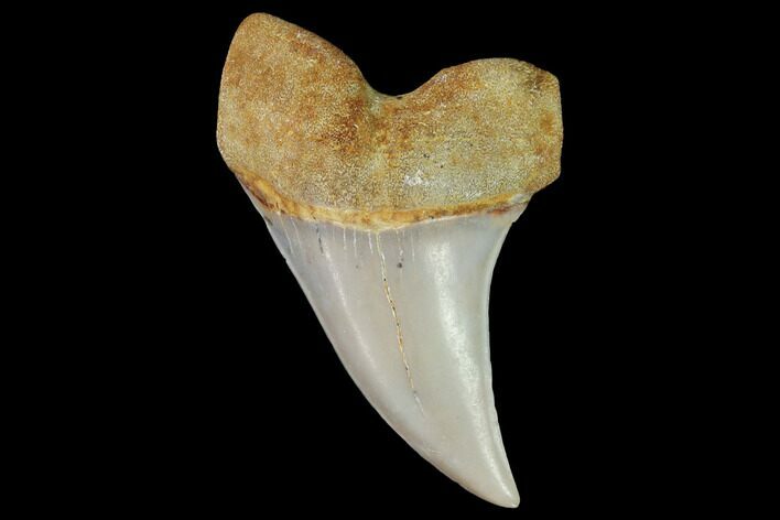 Mako Shark Tooth Fossil - Sharktooth Hill, CA #94732